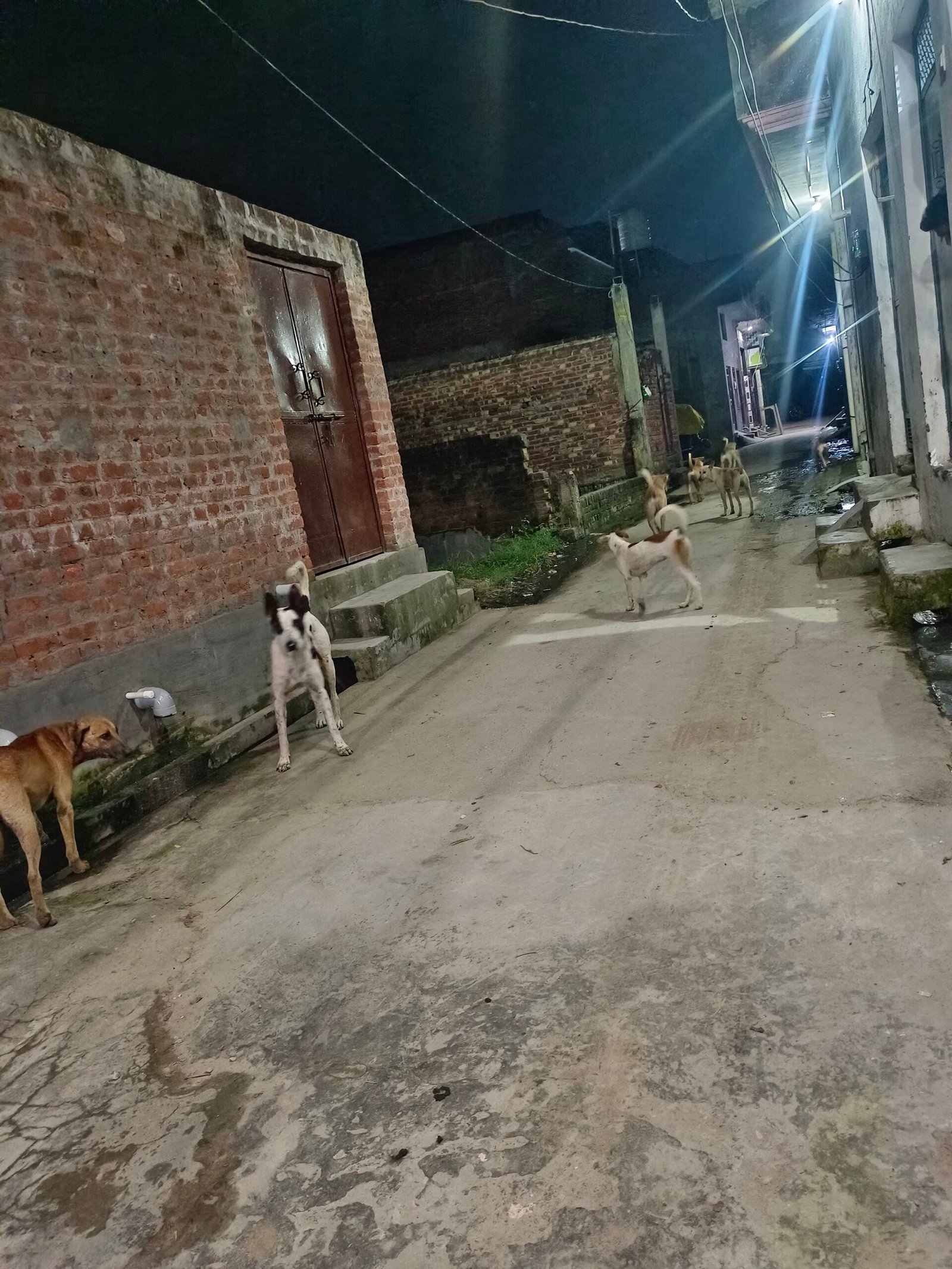 नगर पंचायत छुटमलपुर में आवारा कुत्तों का बढ़ता आतंक